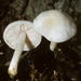 Pluteus tomentosulus - Photo (c) mycowalt, algunos derechos reservados (CC BY-SA), subido por mycowalt