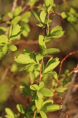 Spiraea media