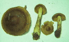 Cortinarius olivaceofuscus image