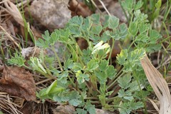 Corydalis sibirica