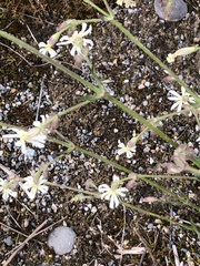 Silene nutans