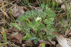 Corydalis sibirica