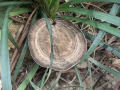 Sanguinoderma rugosum
