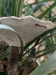 Sanguinoderma rugosum