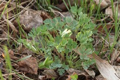 Corydalis sibirica