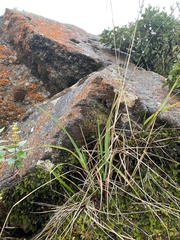 Anthoxanthum redolens