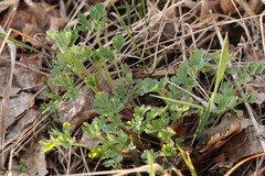 Corydalis sibirica