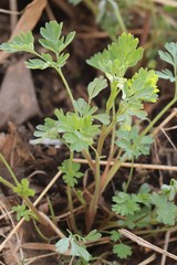 Corydalis sibirica
