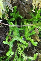 Selaginella douglasii