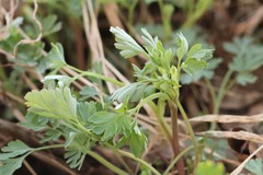 Corydalis sibirica