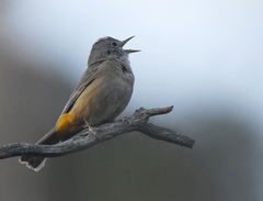 Leiothlypis crissalis