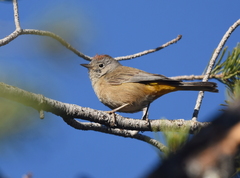 Leiothlypis crissalis