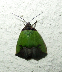 Ozarba nigroviridis