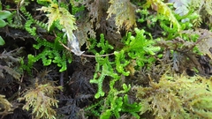Selaginella douglasii