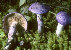Cortinarius subfoetidus
