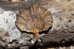 Polyporus nigrocristatus