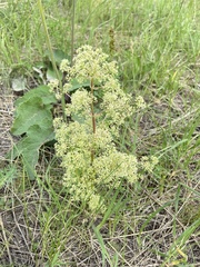 Trinia multicaulis