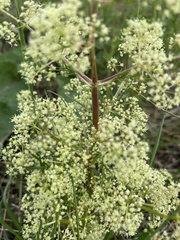 Trinia multicaulis
