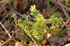 Corydalis sibirica