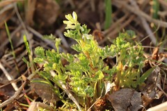 Corydalis sibirica