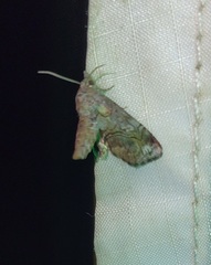 Paectes pygmaea