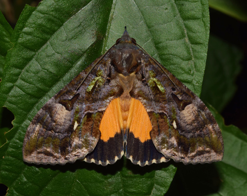 Eudocima divitiosa