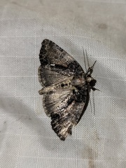 Chytonix palliatricula
