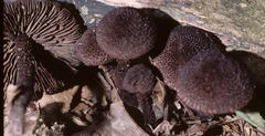 Inocybe tahquamenonensis image