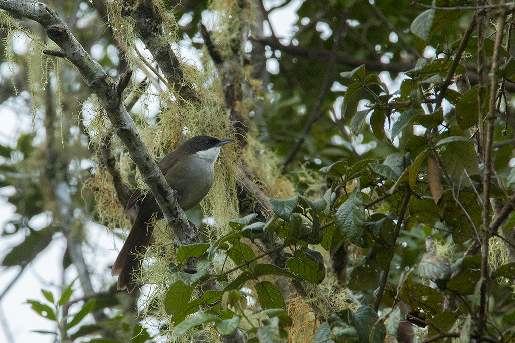 Western Chat-Tanager photo