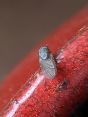 Brachycera