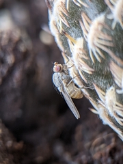 Brachycera