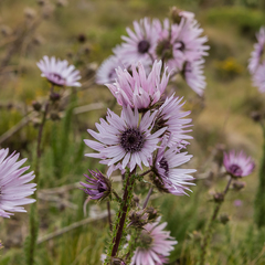 Berkheya purpurea