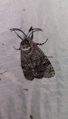 Prionoxystus macmurtrei