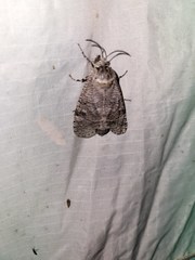 Prionoxystus macmurtrei