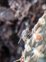 Brachycera