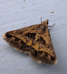 Acantholipes