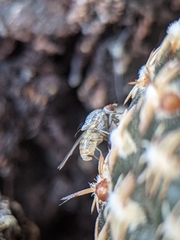 Brachycera
