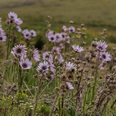 Berkheya purpurea