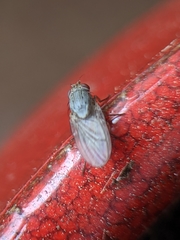 Brachycera