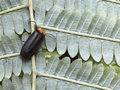 Abscondita cerata