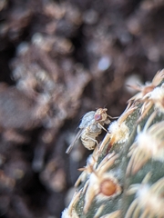 Brachycera