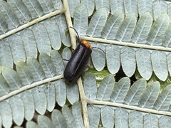 Abscondita cerata