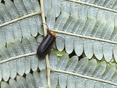 Abscondita cerata