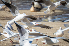 Chroicocephalus ridibundus