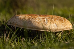 Agaricus subrufescens
