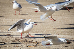 Chroicocephalus ridibundus