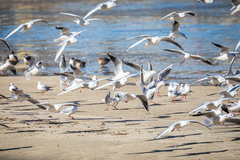 Chroicocephalus ridibundus