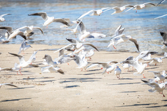 Chroicocephalus ridibundus