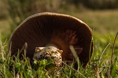 Agaricus subrufescens