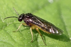 Halidamia affinis